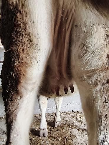 продам индюшат: Продаю | Корова (самка) | Для молока — 4