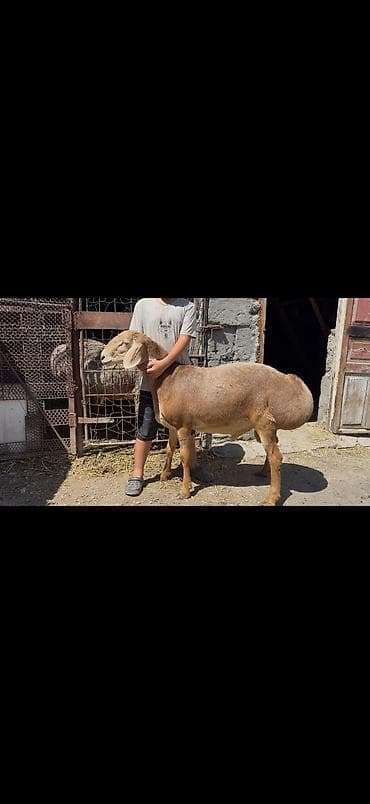 Продаю | Баран (самец) | Арашан | Для разведения | Осеменитель at lalafo.kg Продаю | Баран (самец) | Арашан | Для разведения | Осеменитель