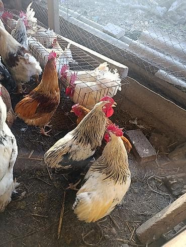 Башка жаныбарлар: Петухи большие — 5