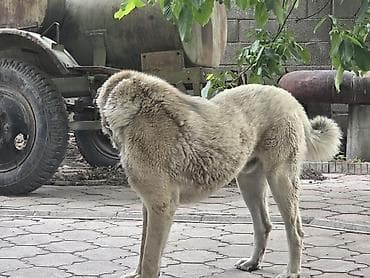 корма для собак: Собака даром: Алабай, 1 год, Самец, С прививкой — 2