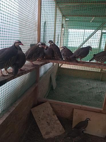 цыплята тоджон: Продаю пару кекликов — 2