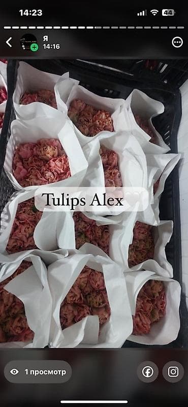 Кухонные принадлежности: Тюльпаны Tulips Alex💐🌷🌷 - Срезанные тюльпаны в упаковках по пучкам, в — 6