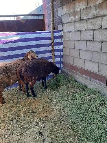 бараний жир: Продаю | Овца (самка) | Для разведения | Матка — 7