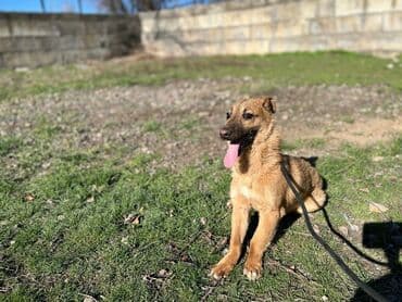 хаски продажа: Ищем дом молодому кобельку. Привит. Привезём сами — 2