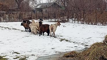 дойная коза: Продаю | Коза (самка), Козёл (самец), Козлёнок | Полукровка, Нубийская | На забой, Для разведения | Племенные, Осеменитель — 2
