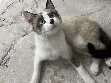 Сиамская, 5 месяцев, Девочка, Приучена к лотку, Проглистована, С документами