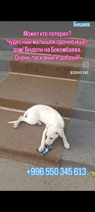 отдам собаку в добрые руки: Собака даром: 7 месяцев, Самец — 27