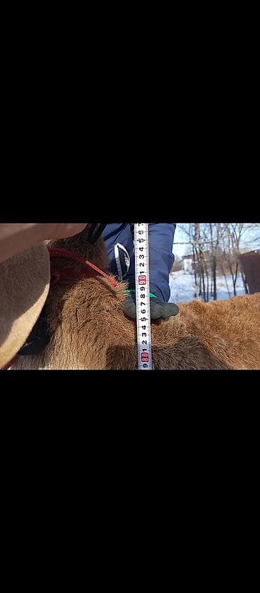 авган бараны: Продаю | Баран (самец) | Долан | Для разведения | Племенные — 6