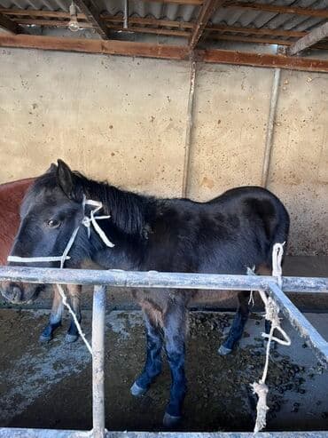 племенные коровы молочные купить: Продаю | Жеребенок | Для разведения — 2