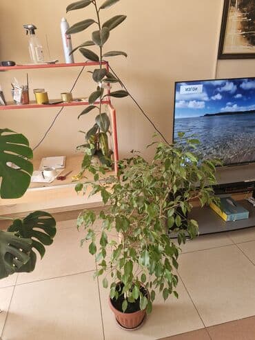мягкая мебель в бишкеке фото цены: Комнатные растения в горшках/кашпо: - Спатифиллум (несколько кустов в — 1