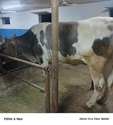 вака купить: Продаю | Корова (самка) | На забой | Племенные — 3