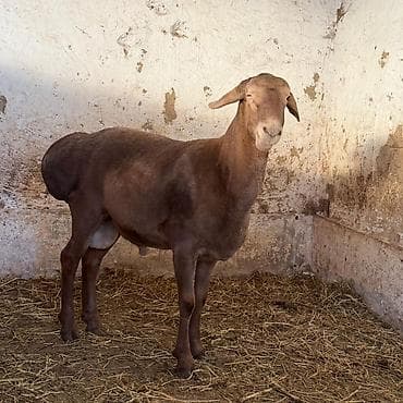 барашки: Продаю | Баран (самец) | Для разведения | Осеменитель — 3