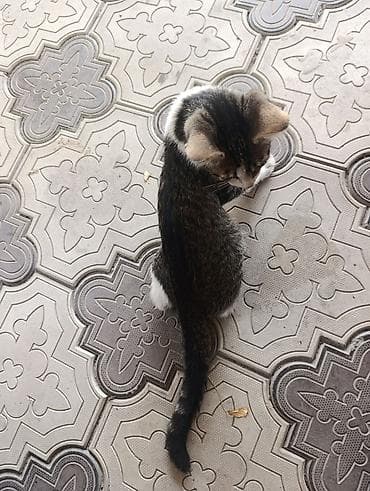 Котёнок, полосатый табби с белыми лапками и белой мордочкой — 4
