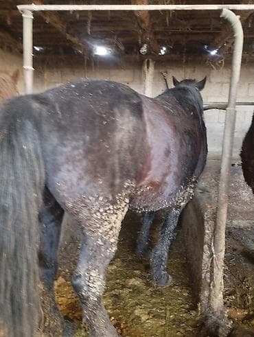 бурский теке: Продаю | Кобыла (самка) | На забой | Племенные — 3