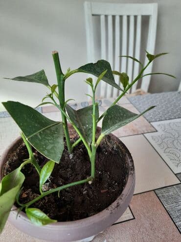 сундук ручная работа: В подарок дарю домашний лимон (смотри на фото) Комнатное растение — — 9