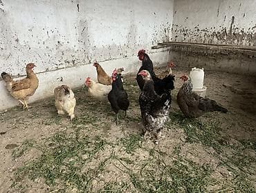 кукуруза буденовка: Продаю | Куры | Домашняя | Несушки — 5