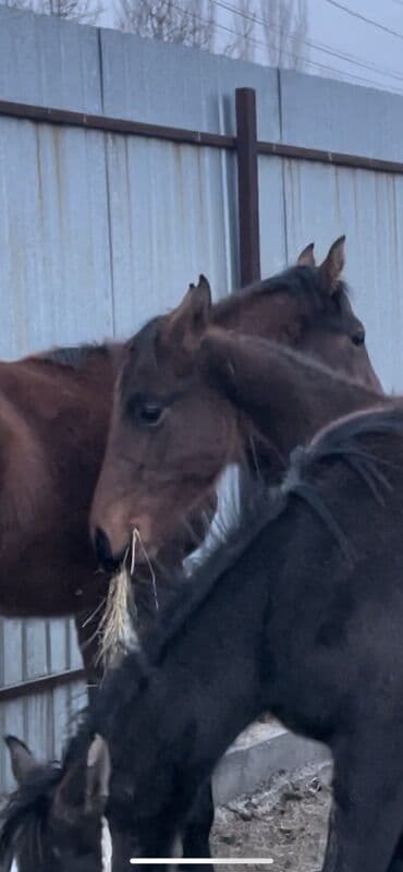 шотландская вислоухая кошка цена бишкек: Продаю | Жеребец, Жеребенок | Полукровка, Английская | Конный спорт — 10