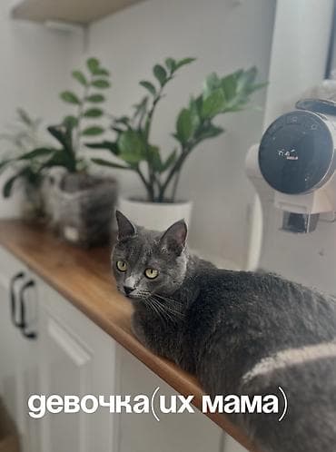 американская короткошерстная кошка купить: Милые котята, возраст 1,5 месяца 🐾 Уже приучены к туалету, начинают — 2