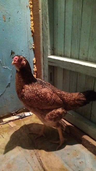 Сатылат тооктор