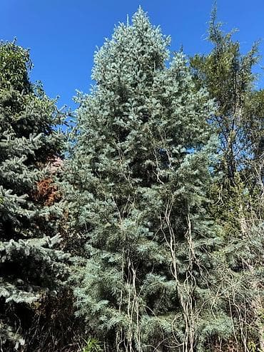 сеянцы голубой ели: Ель голубая (Picea pungens, «голубая ель») для ландшафтного — 4