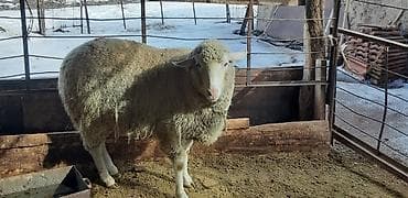 Другие животные: Продаю | Овца (самка) | Меринос | На забой | Кастрированные — 1