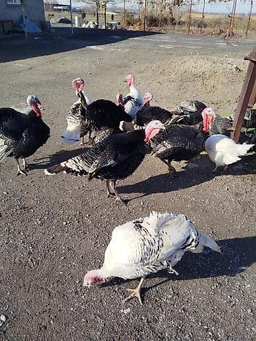 Услуги ветеринара: Продаю Индюков на племя 5 штук — 2