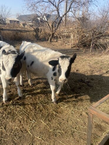 коровы молочной породы купить: Продаю | Тёлка, Музоо, торпок | На откорм, Для разведения | Искусственник — 7