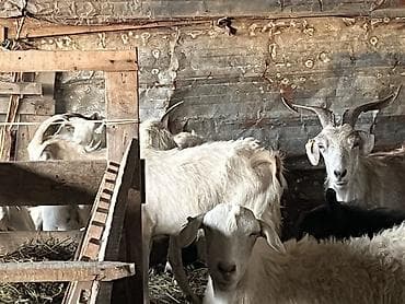 тай алам: Продаю | Коза (самка) | Для разведения | Племенные — 3