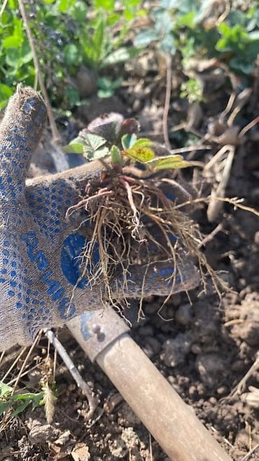 где можно купить клубнику: Рассада (клубники) сорт черный принц с открытой корневой системой. - — 3