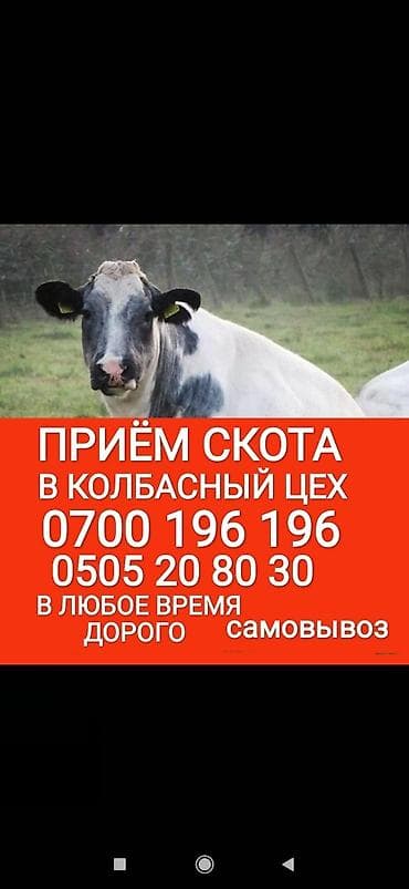Куплю | Коровы, быки, Лошади, кони, Другие с/х животные | Круглосуточно, Любое состояние, Забитый at lalafo.kg Куплю | Коровы, быки, Лошади, кони, Другие с/х животные | Круглосуточно, Любое состояние, Забитый