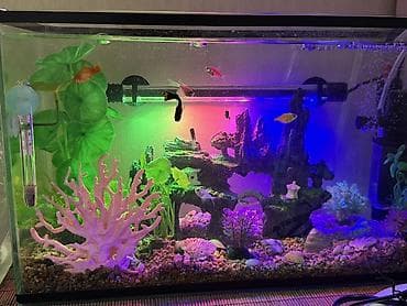 Башка жаныбарлар: СРОЧНО ПРОДАЮ аквариум 20литров с декором и с рыбками 7 штук входит — 2