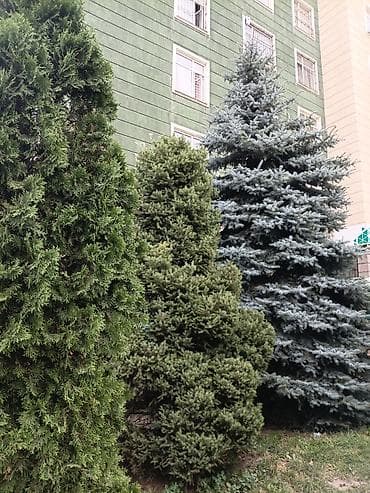 Батирлер: 4 бөлмө, 110 м², Элитка, 7 кабат, Евро оңдоо — 2