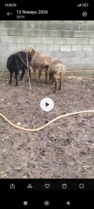 Продаю | Баран (самец) | Для разведения at lalafo.kg Продаю | Баран (самец) | Для разведения