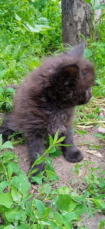 продаю телёнок: Мейн-кун, 2 месяца, Девочка, Черный, Приучена к лотку — 6