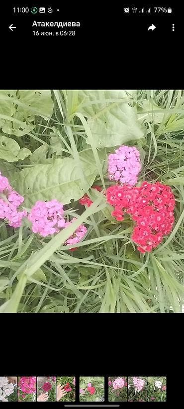Гвоздика турецкая (Dianthus barbatus), садовые сорта, многоцветные. - — 4