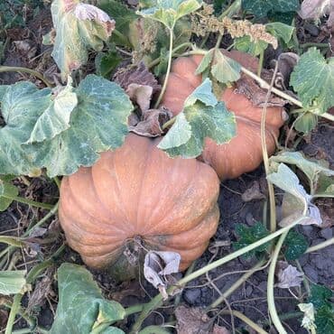 инструмент для огорода: Тыква мускатная (плоско‑ребристая) - Сорт: мускатный, крупноплодный — 2