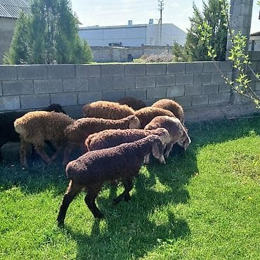 продаю кошара ферма: Продаю | Ягненок | Для разведения — 1