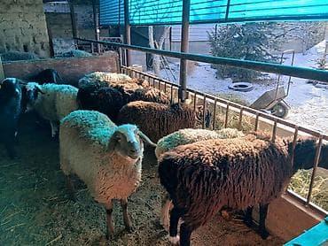 курица живой: Продаю | Овца (самка) | Гиссарская, Арашан | На забой, Для разведения | Матка — 3