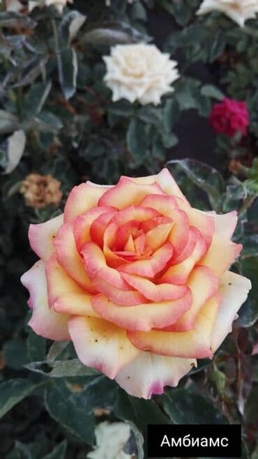 теплица цветы бишкек: Черенки цветка: Розы — 13