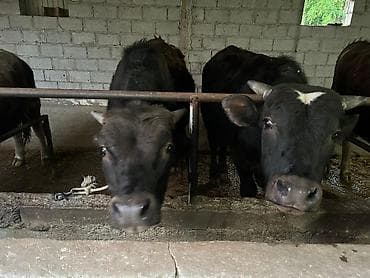 африканские сом: Продаю | Бык (самец) | На откорм | Привязанные — 4