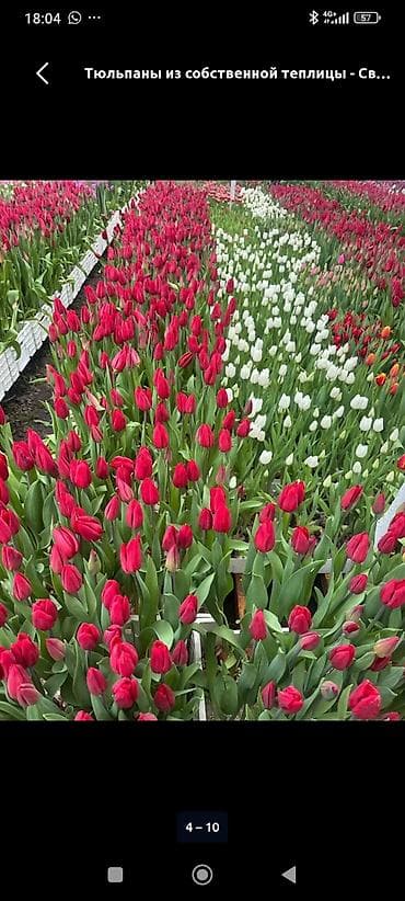 жасалма гулдор: Срезанные тюльпаны из теплицы. - Разновидности: бордовые/красные — 2