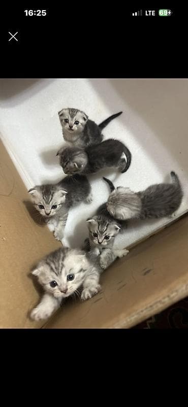 котята шотланские: Шотландские котята (вислоухие) окраса серебристый табби. Описание: - — 1