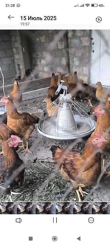 коный спорт: Продаю СВЕЖИЕ инкубационные яйца Кучинские юбилейный мясо яичного — 3