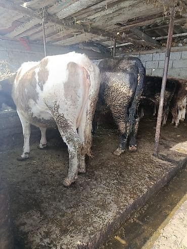 Продаю | Корова (самка) | Для разведения