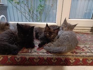 кошку: Котята мейн-кун - Окрас: чёрный дым, чёрный; есть котята — 7