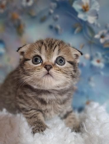 Продажа кошек: Скотиш Фолд (Шотландская вислоухая), 2 месяца, Девочка, Приучена к лотку, Проглистована — 1