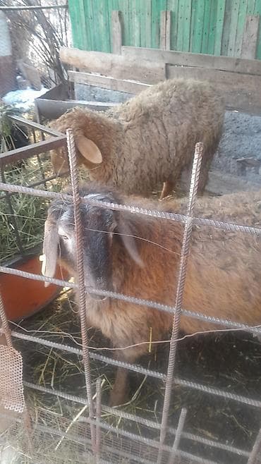 мел для крс: Продаю | Овца (самка) | Для разведения | Ярка — 3