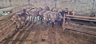 кальций для животных: Продаю | Баран (самец) | Арашан — 5