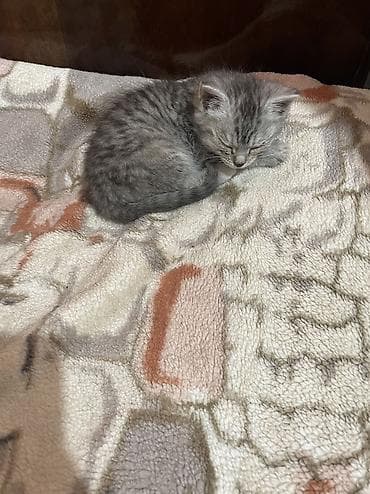 1 месяц, Девочка, Приучена к лотку