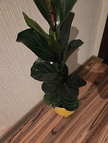 фикус лировидный: Фикус Лирата (Ficus lyrata) в декоративном горшке. - Крупные — 3